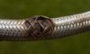 Emergency Plumber Tips for Managing Burst Pipes and Hoses